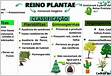 Reino Plantae. Classificação dos vegetais no Reino Planta